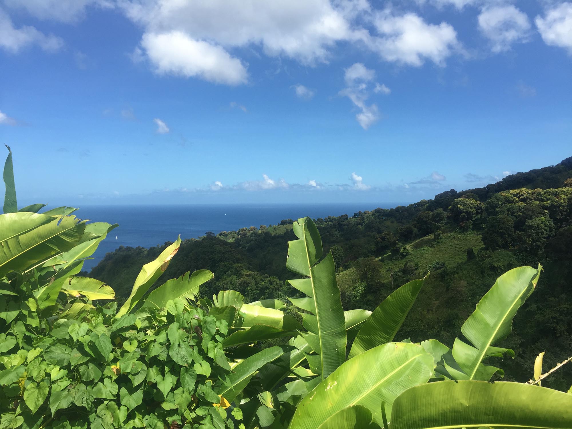 Environmental Project Richmond Vale Academy Mustique Charitable Trust